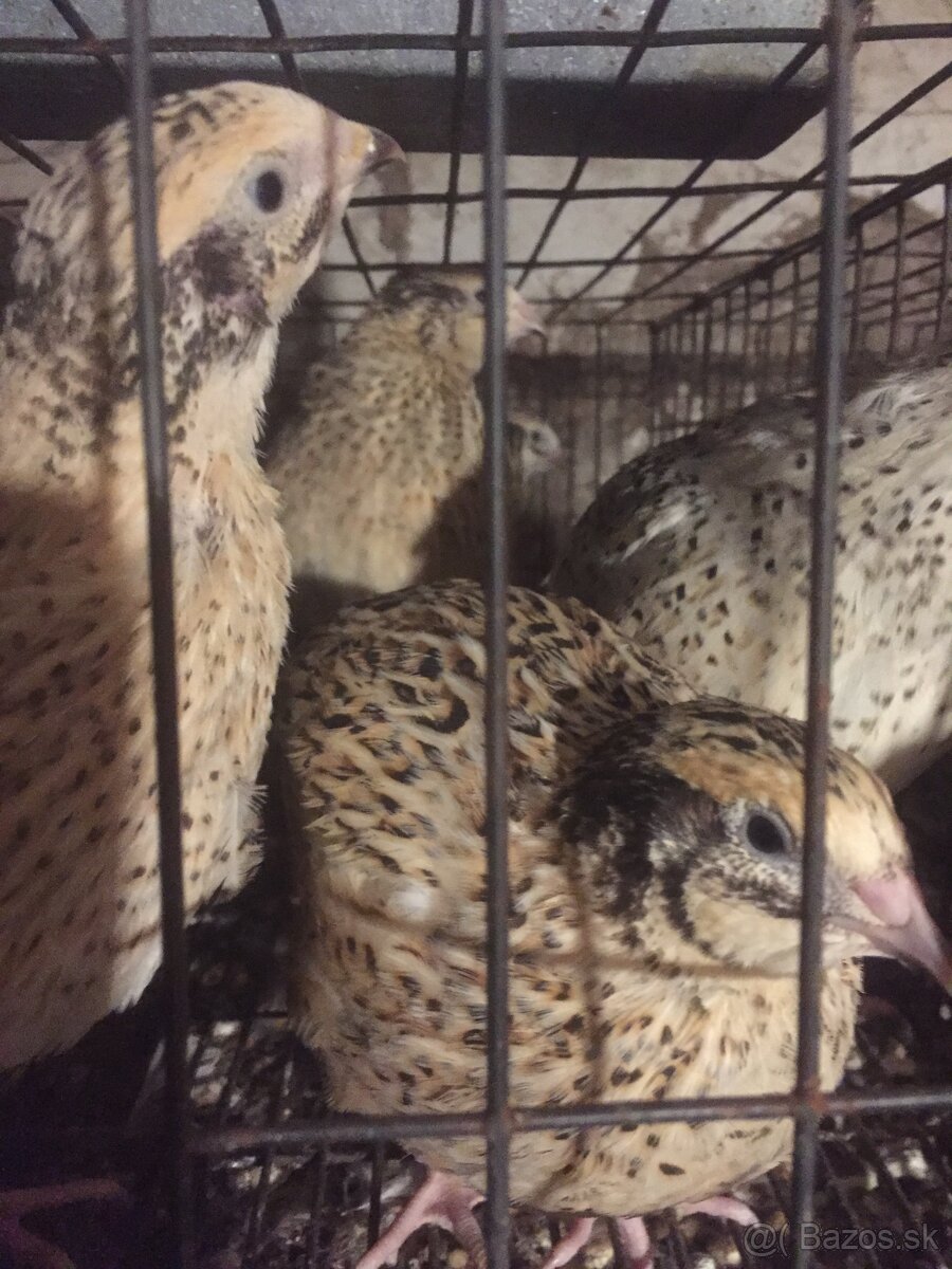 japonské prepelice - 2