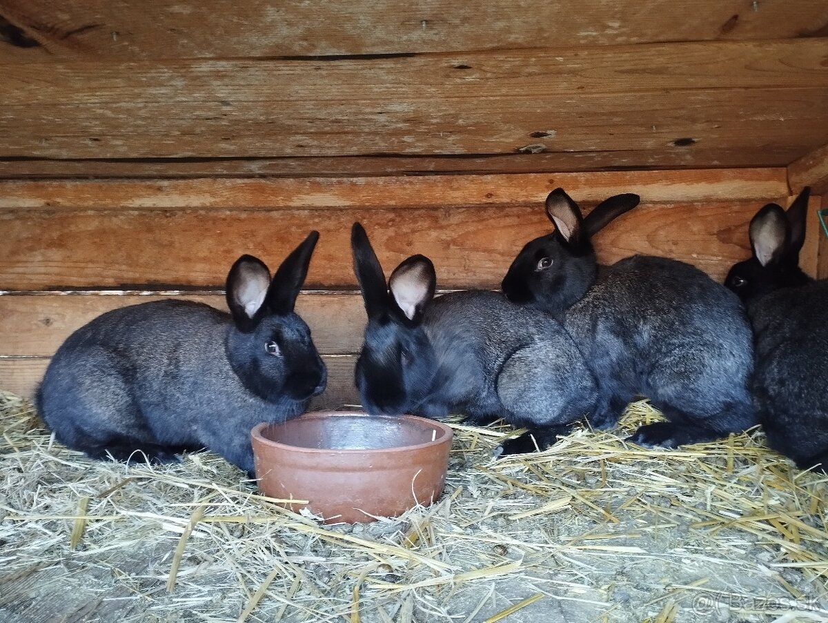 Králiky - 2