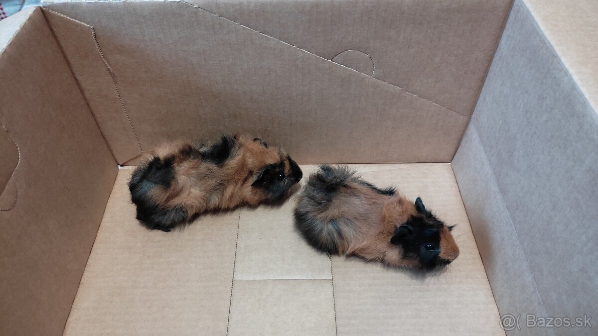 Morské prasiatka - 2