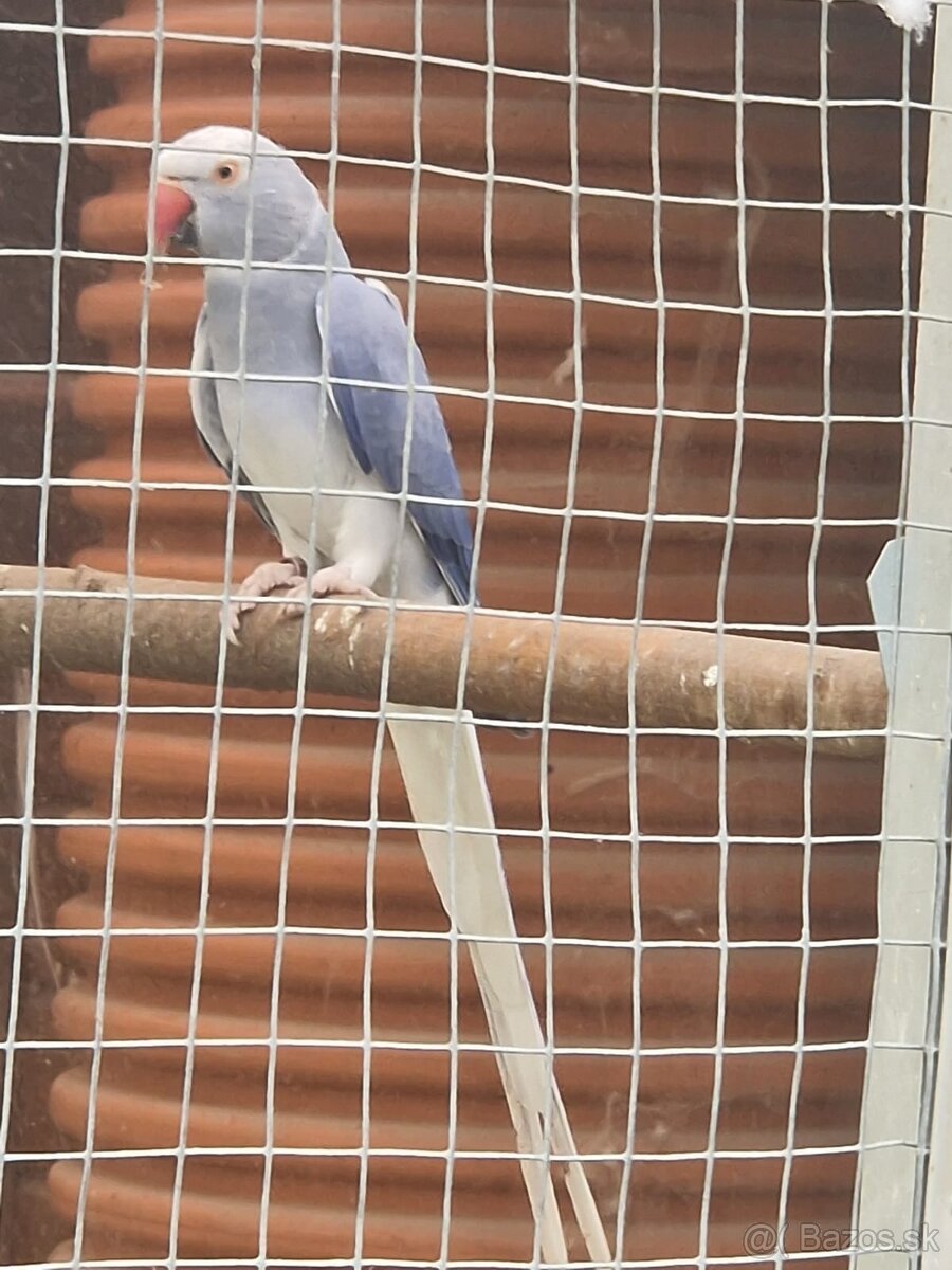 Alexander maly hch - 2