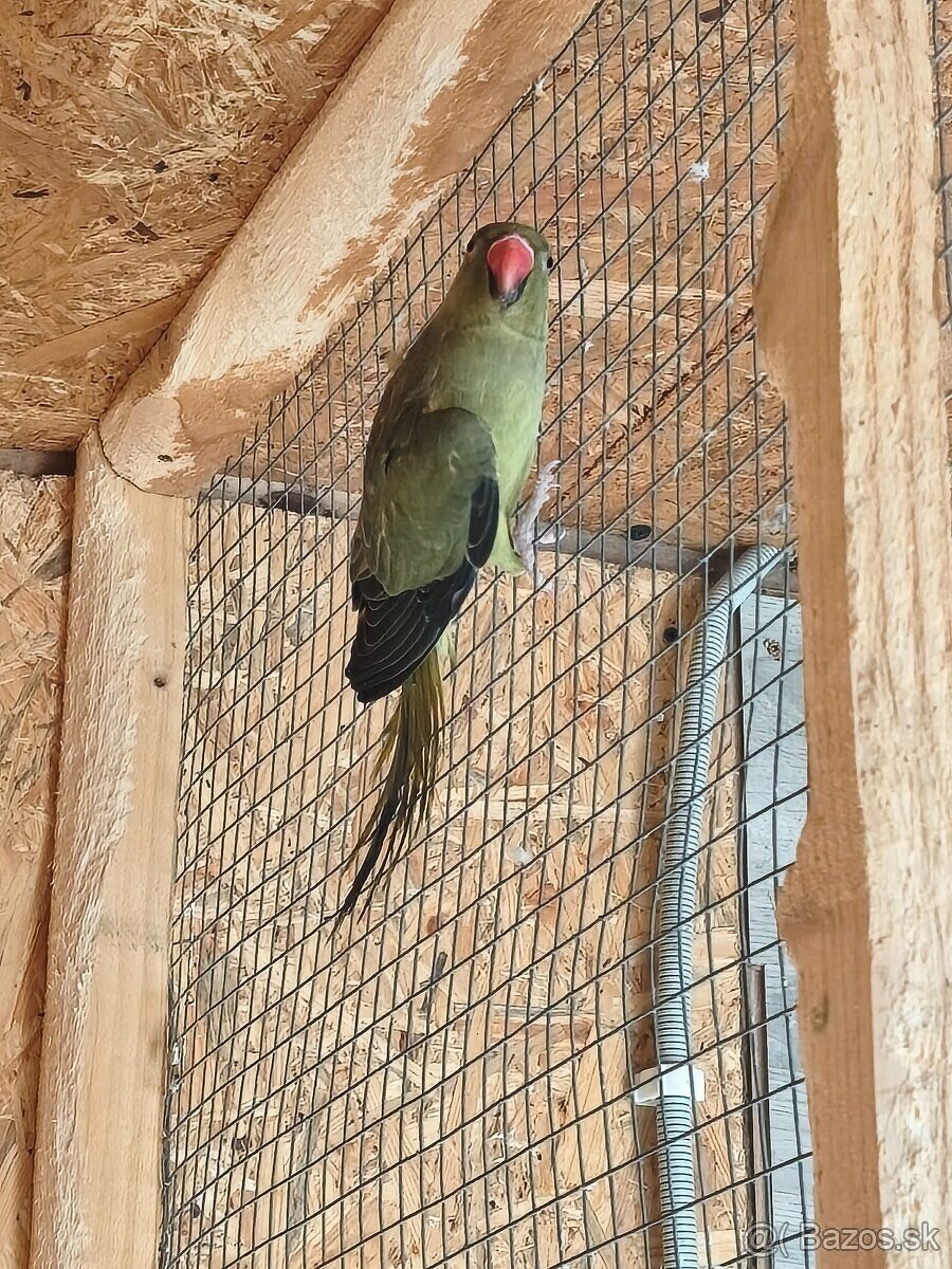 Alexander malý olivový - 2