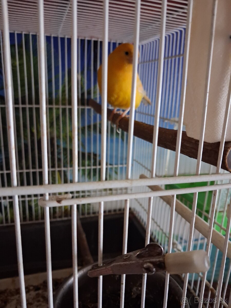 Kanariky predaj - 2