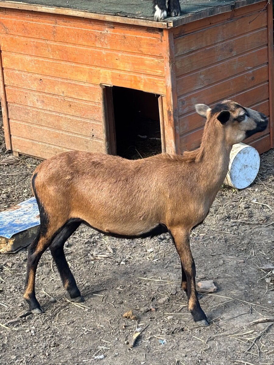 Kiwi - 2