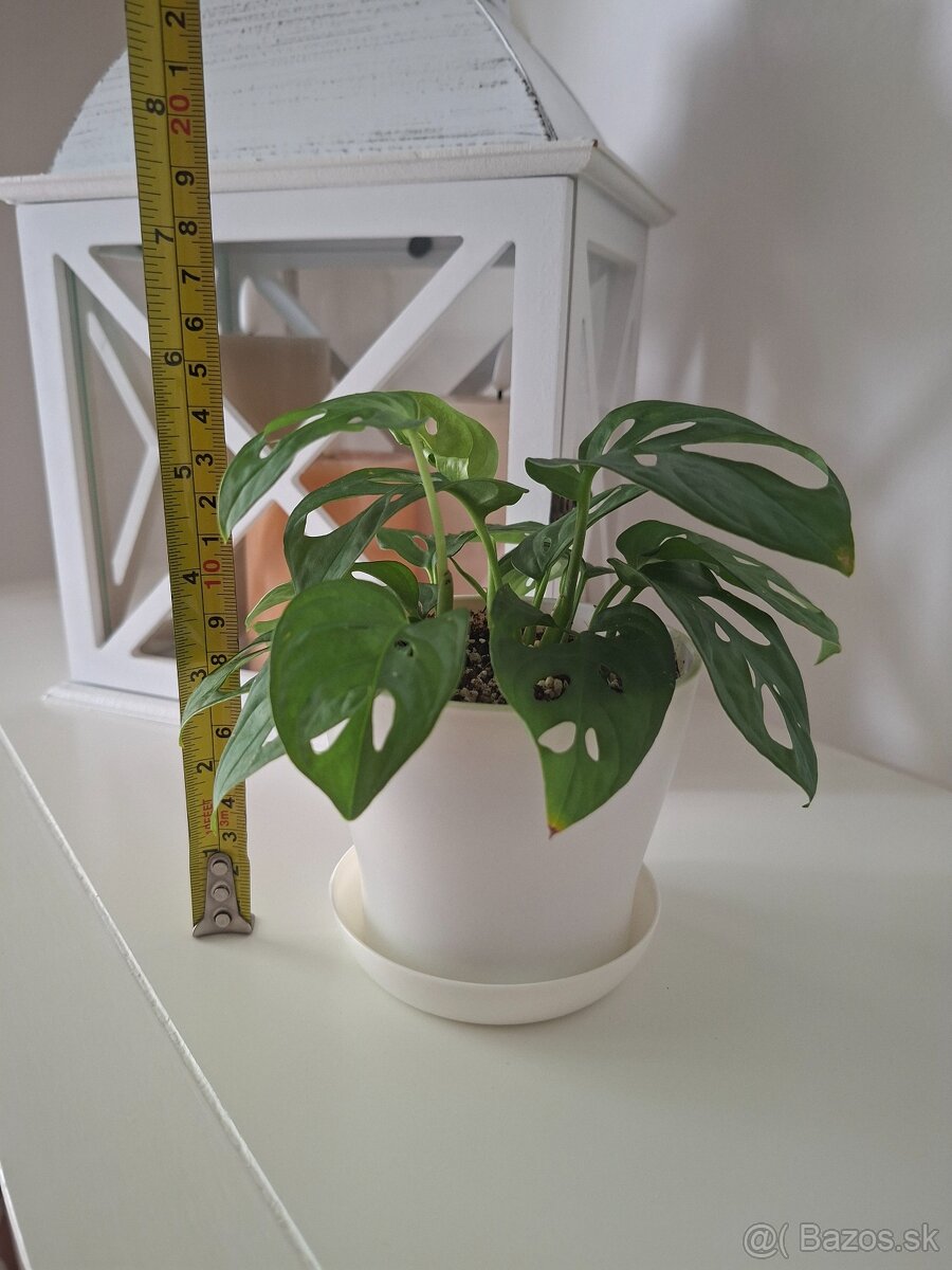 monstera adansonii monkey mask 3 - 2