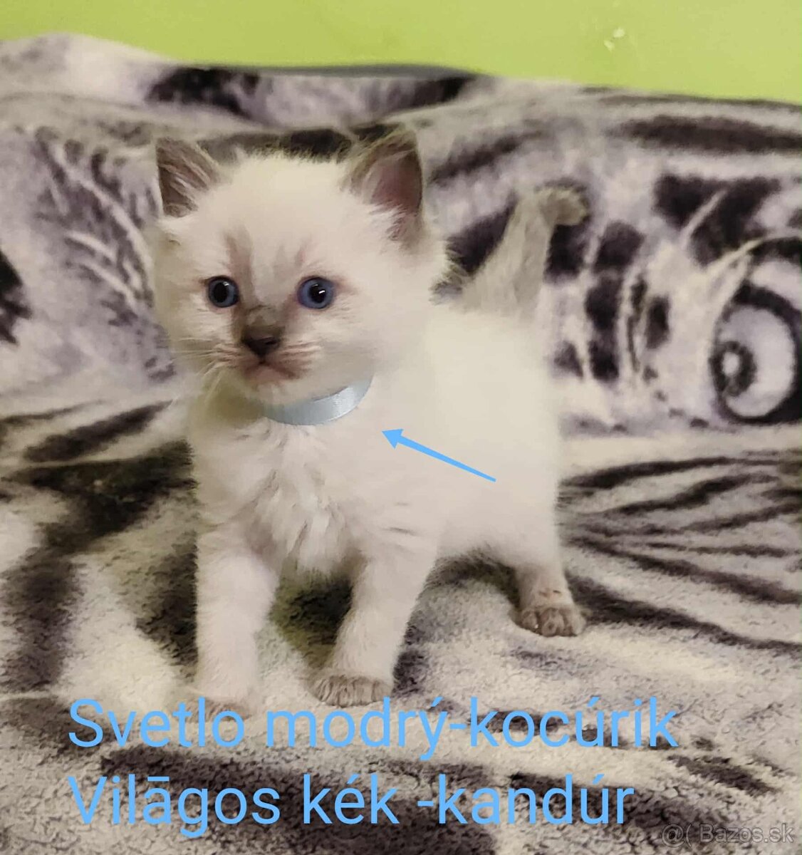 Ragdoll mačiatká bez pp - 2