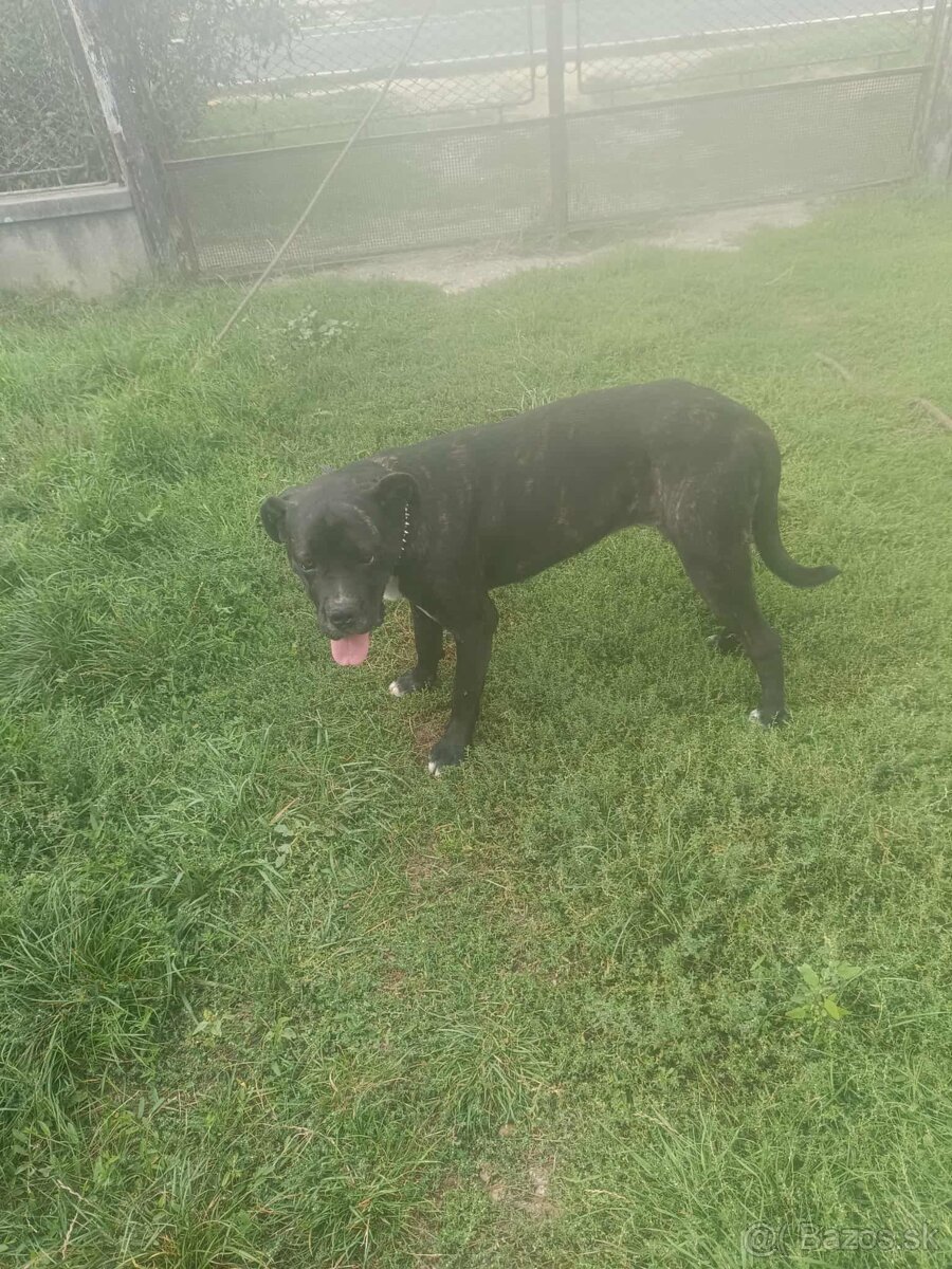 Cane Corso - 2