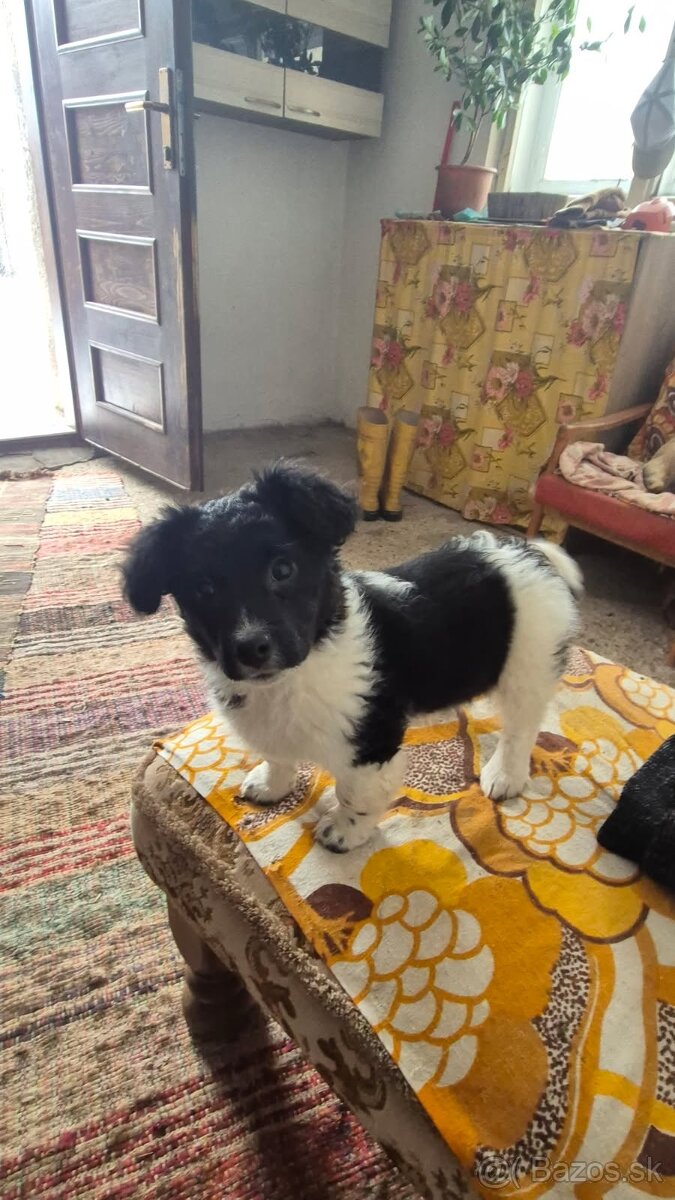 Darujem šteniatka - 2