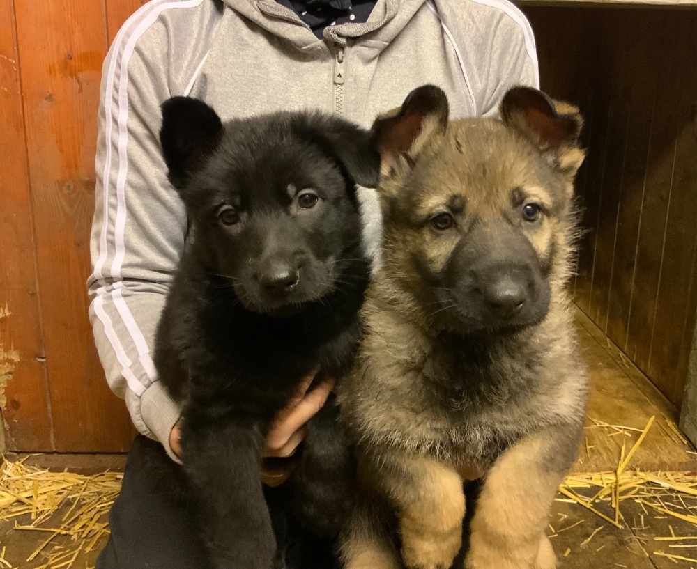 Německý ovčák - štěňata s PP - 2