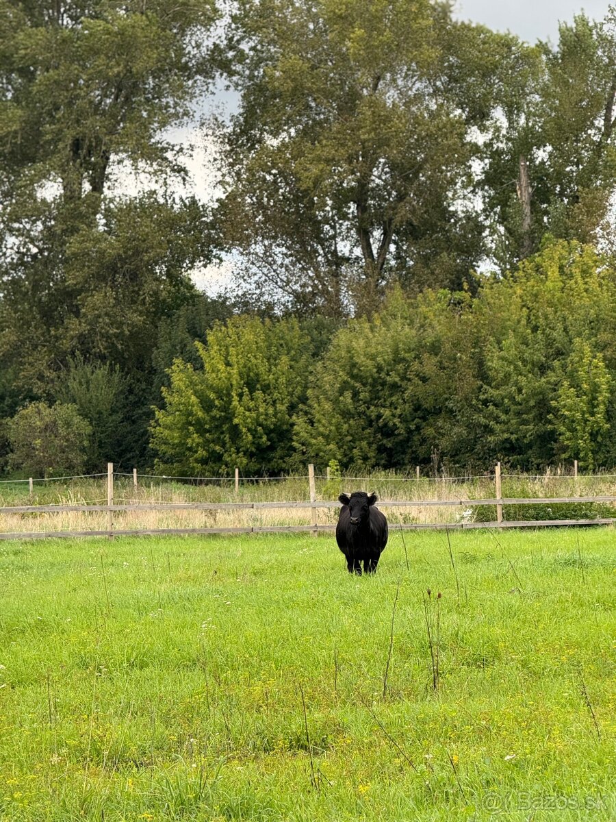 Dexter X Mini Jersey - 2