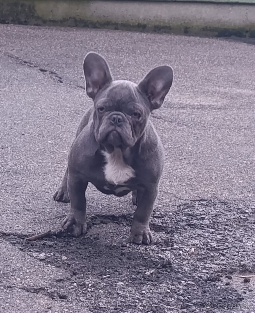 Francuzsky buldoček - 2