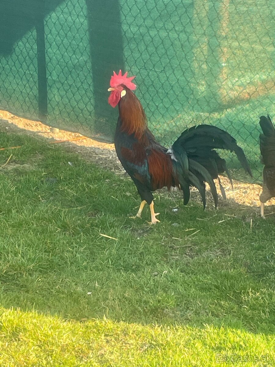 Vlaška jarabičia kohút - 2