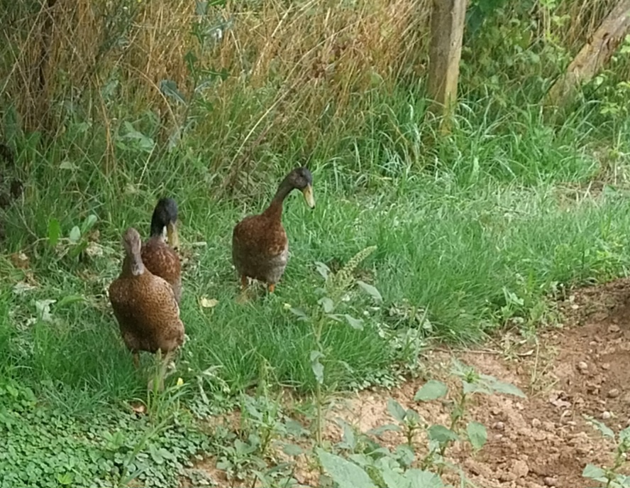 Na predaj Cholmogorské husi, husatá +pižmové a indické kačky - 2