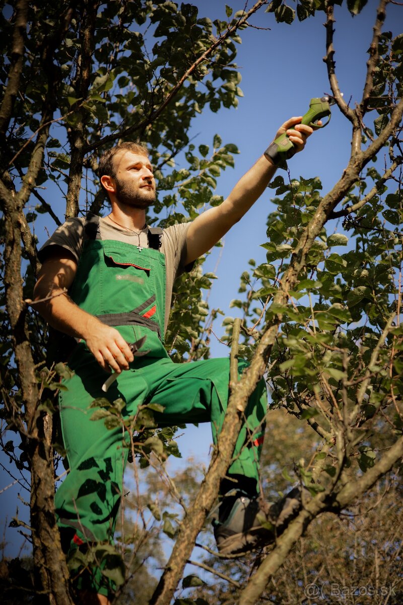 Odborný rez ovocných stromov - 2