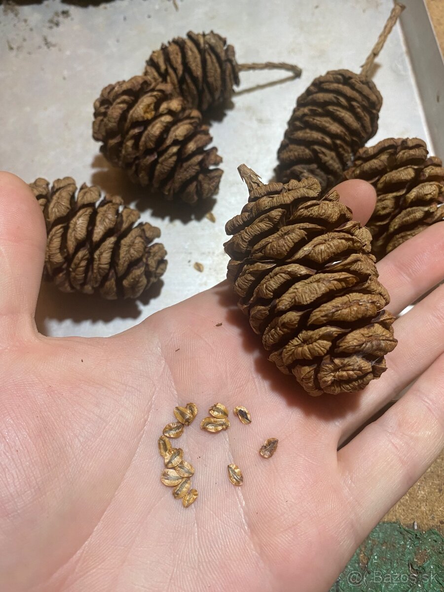 Sekvojovec Mamutí - semienka, šišky - 2
