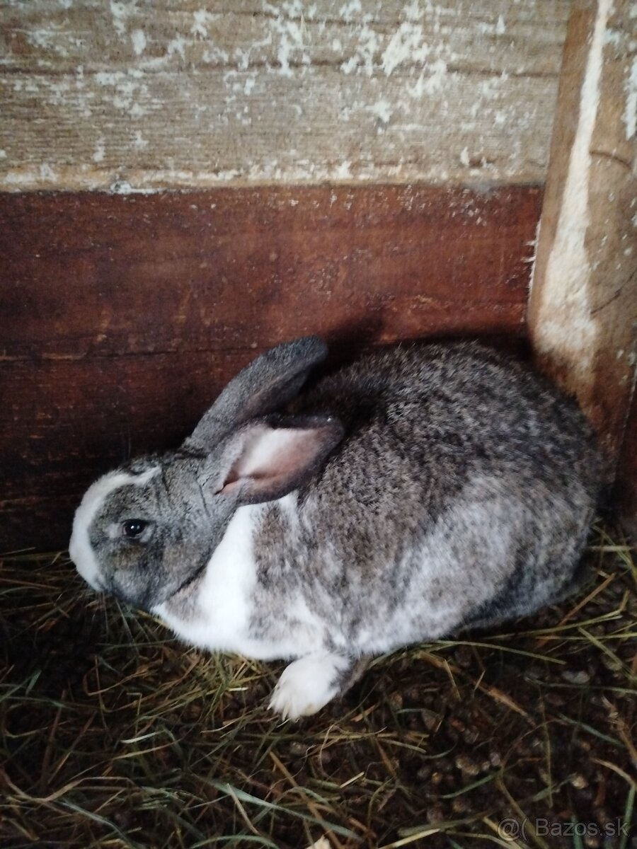 Predám zajace - 2