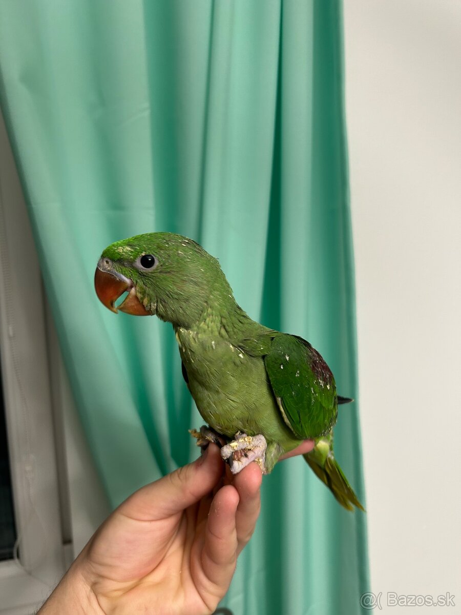 Alexander veľký - 2