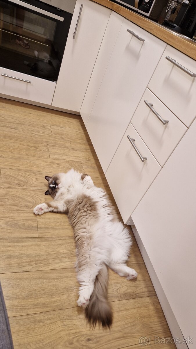 Darujem kocúra RAGDOLL - 2