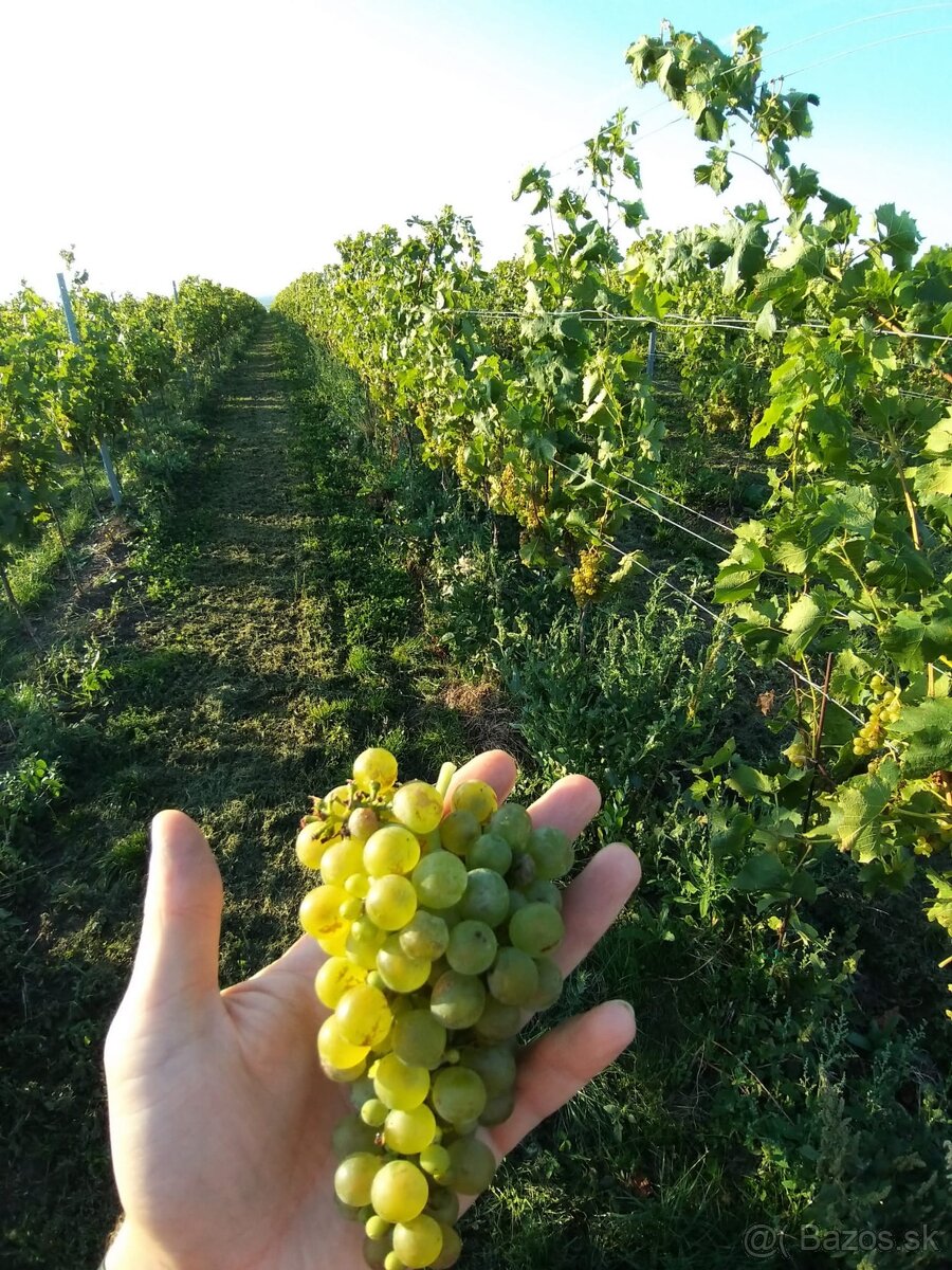 Predám hrozno - 2