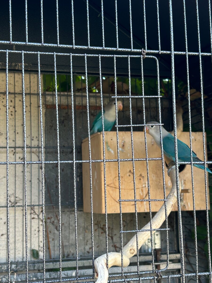 Agapornis - 2