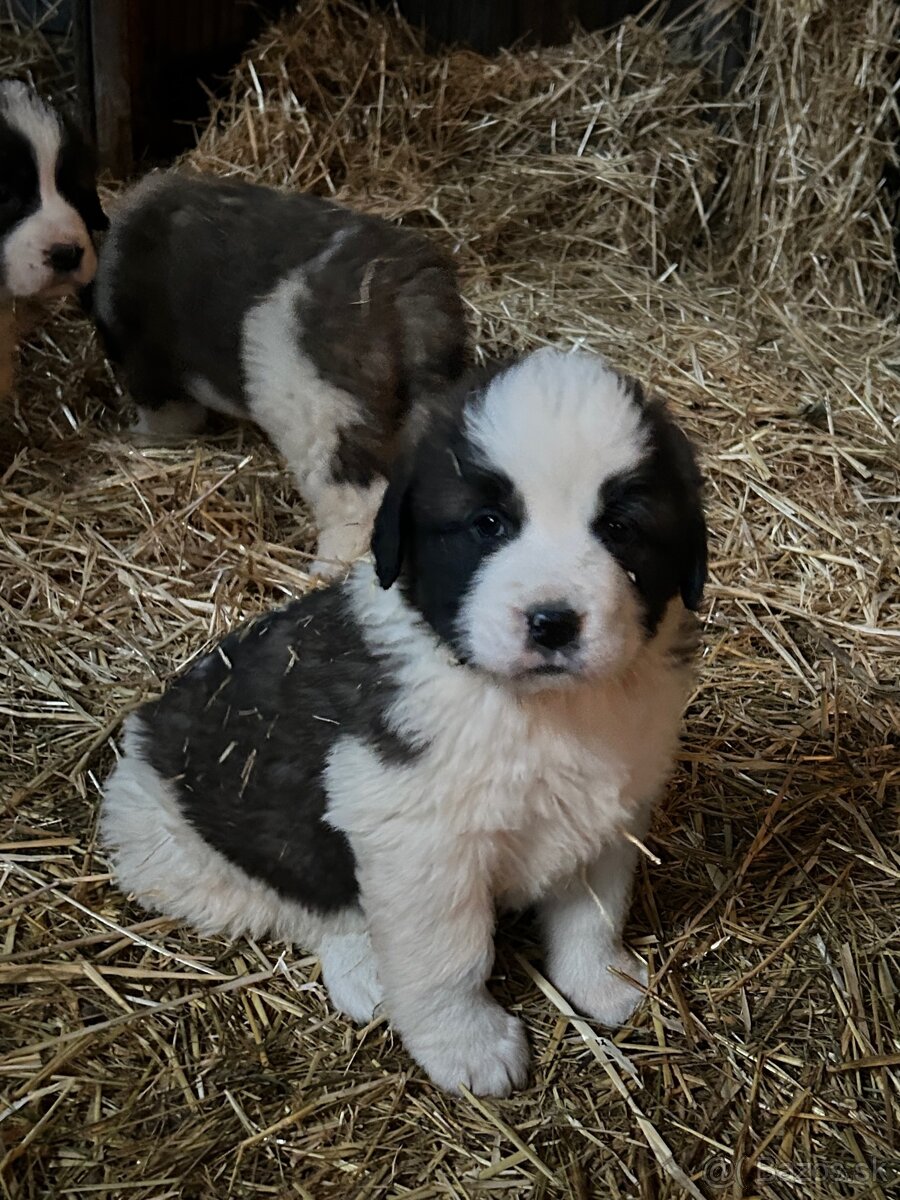 Moskovský strážny pes - 2