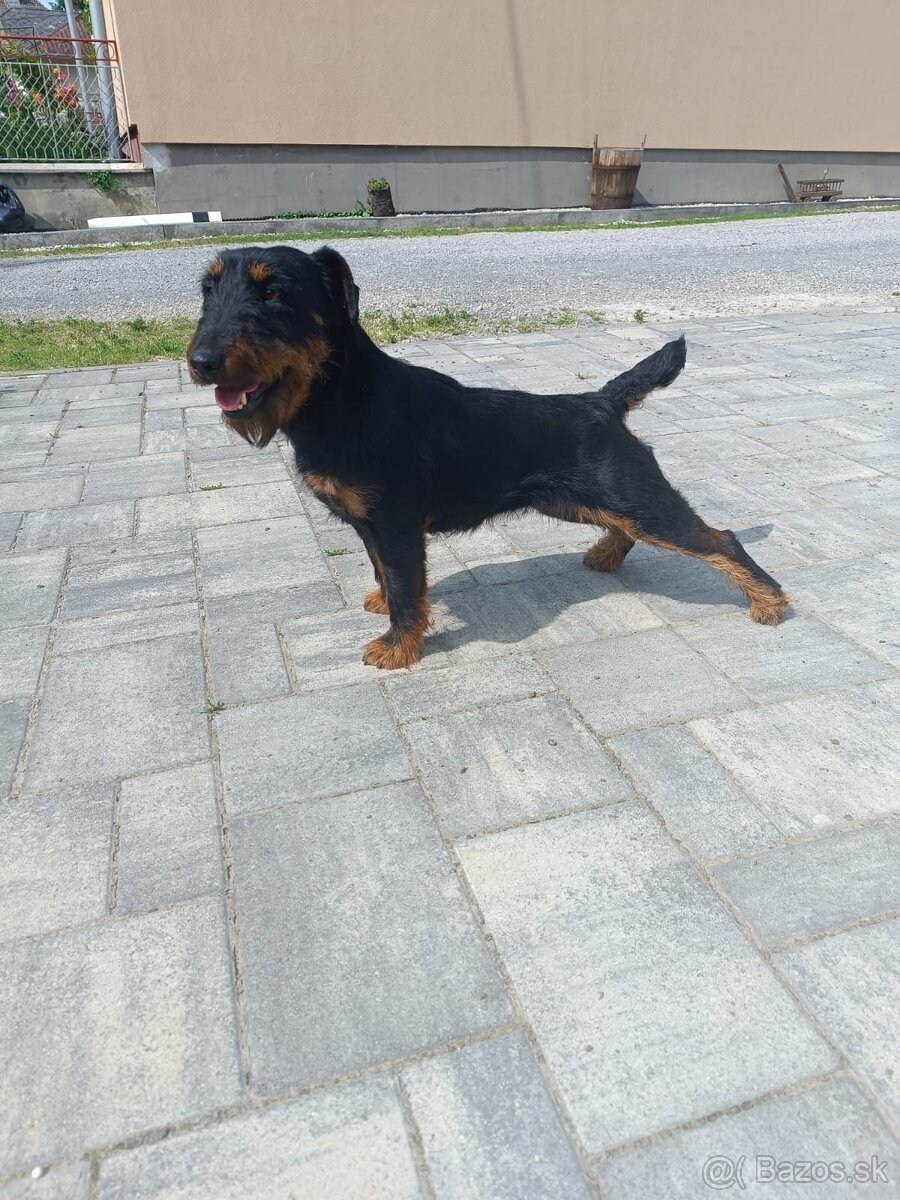 Predám chovnu suku Jagdterriera - 2