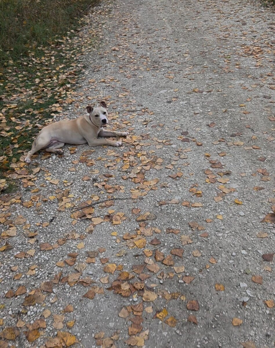 Americky Pitbulterier - 2