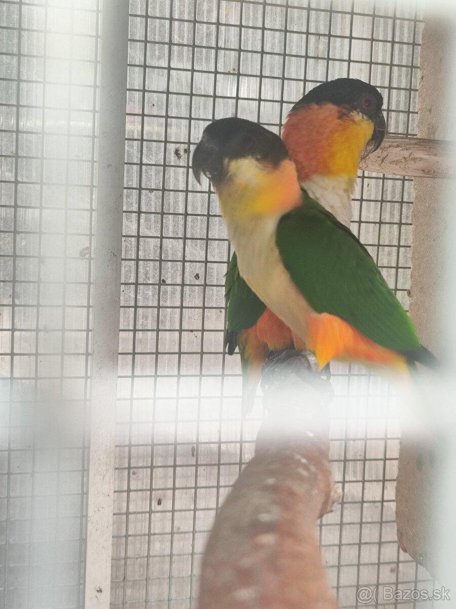 Amazónik čiernotemenný - mladý samec r. 2025 - 2