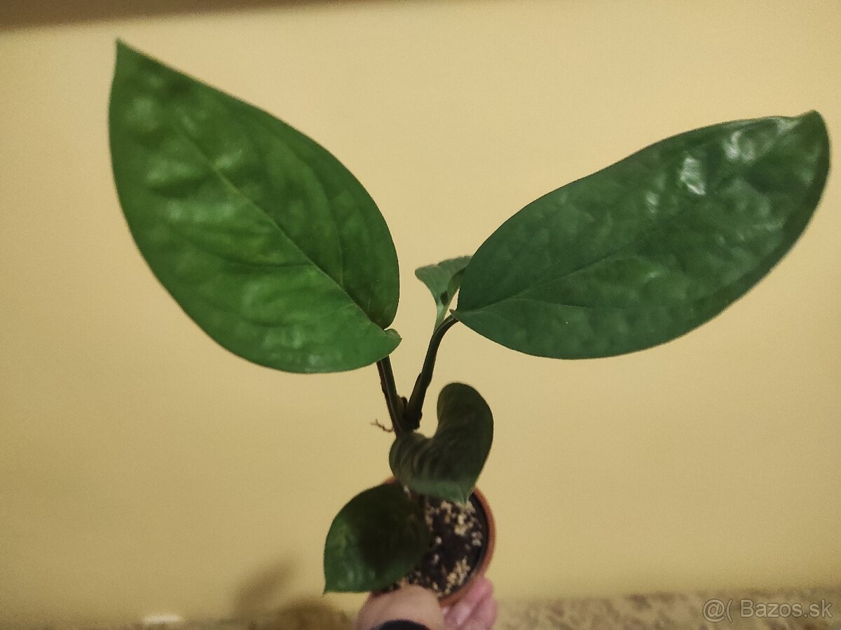 MONSTERA PINNATIPARTITA - 2