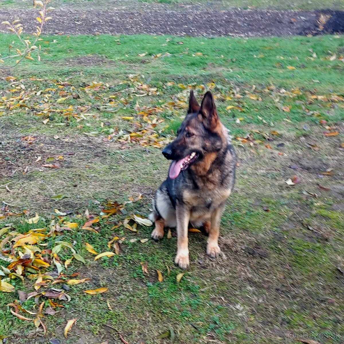 Nemecký Ovčiak fena - 2