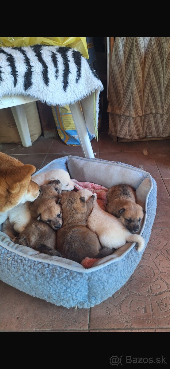 Shiba Inu - 2
