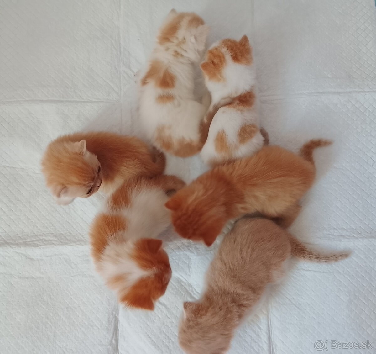 Exotické britské mačiatka - 2