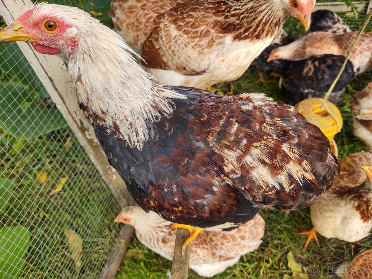 Predám kohúty zdrobnenej Wyandotky lososovej - 2