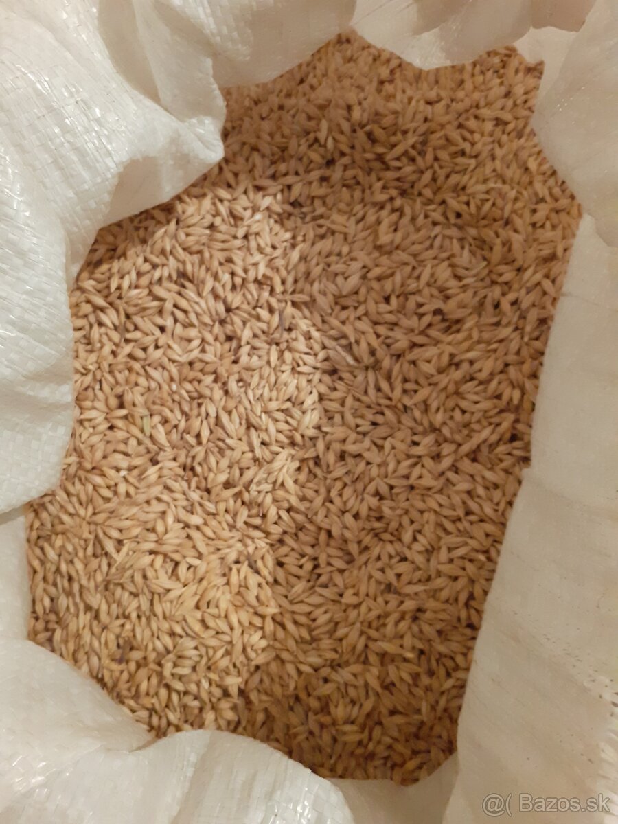 Predam psenicu a jacmen - 2