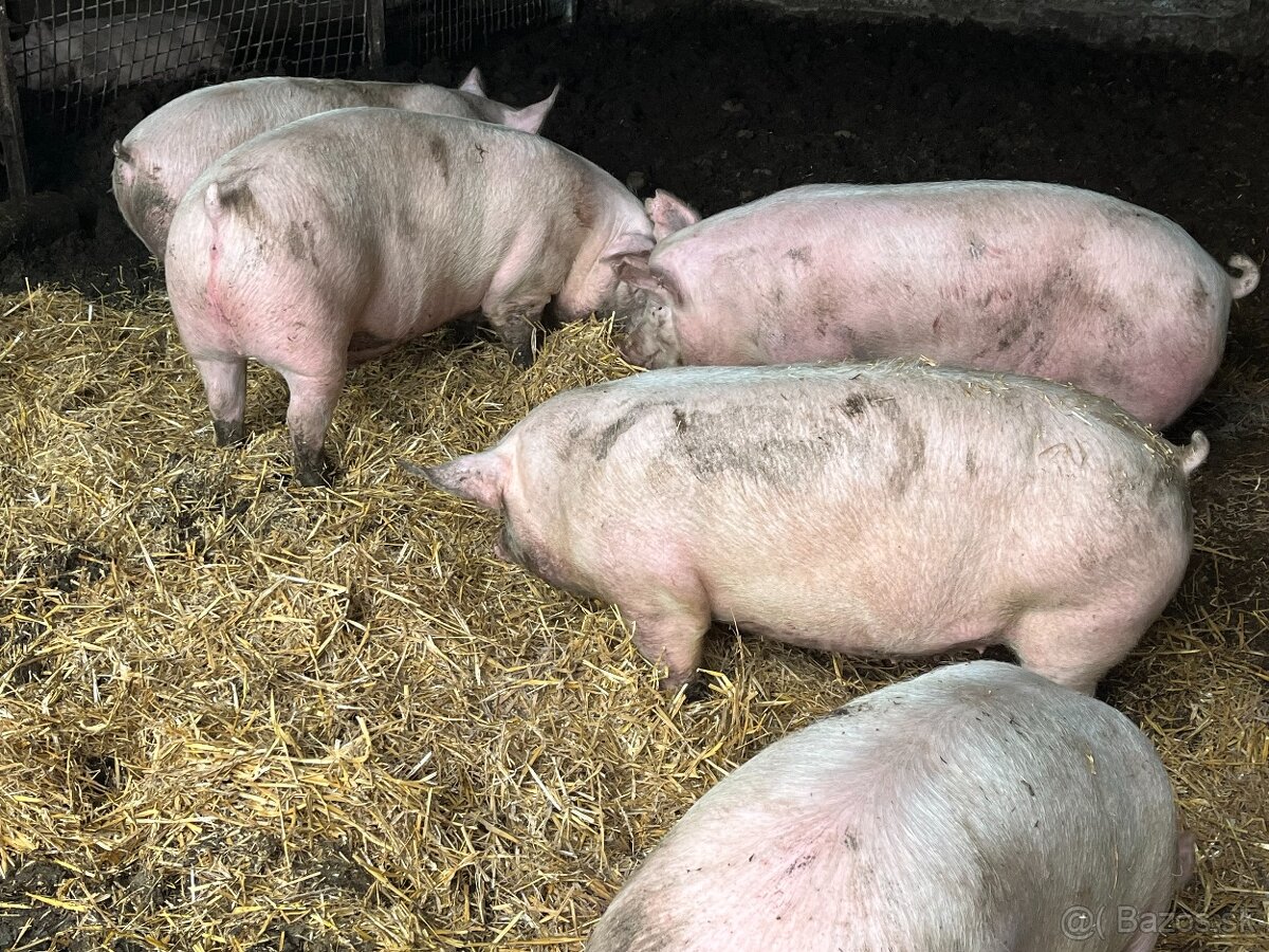 Vykrmená prasata - 2