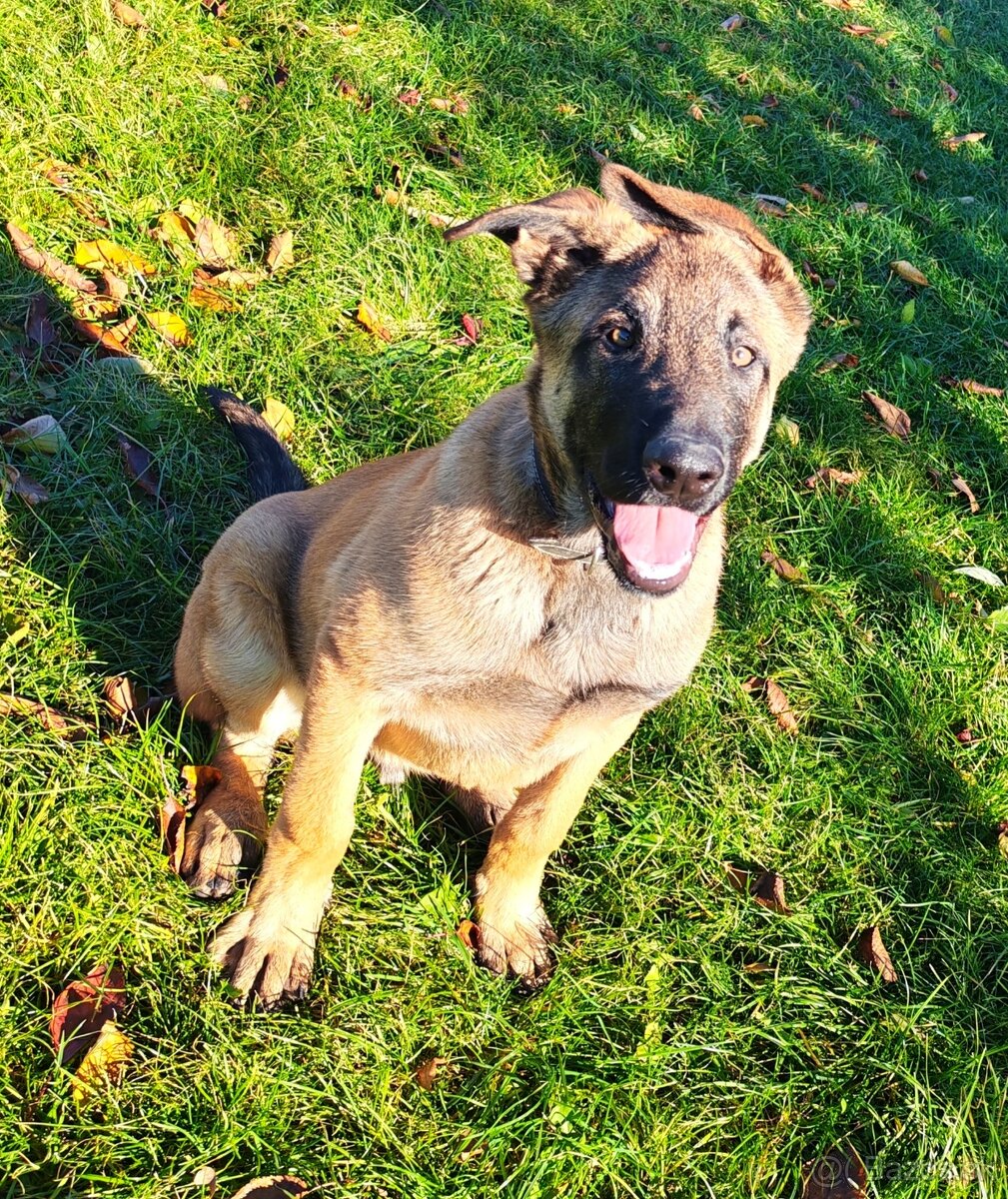 Predam belgický ovčiak malinois - 2