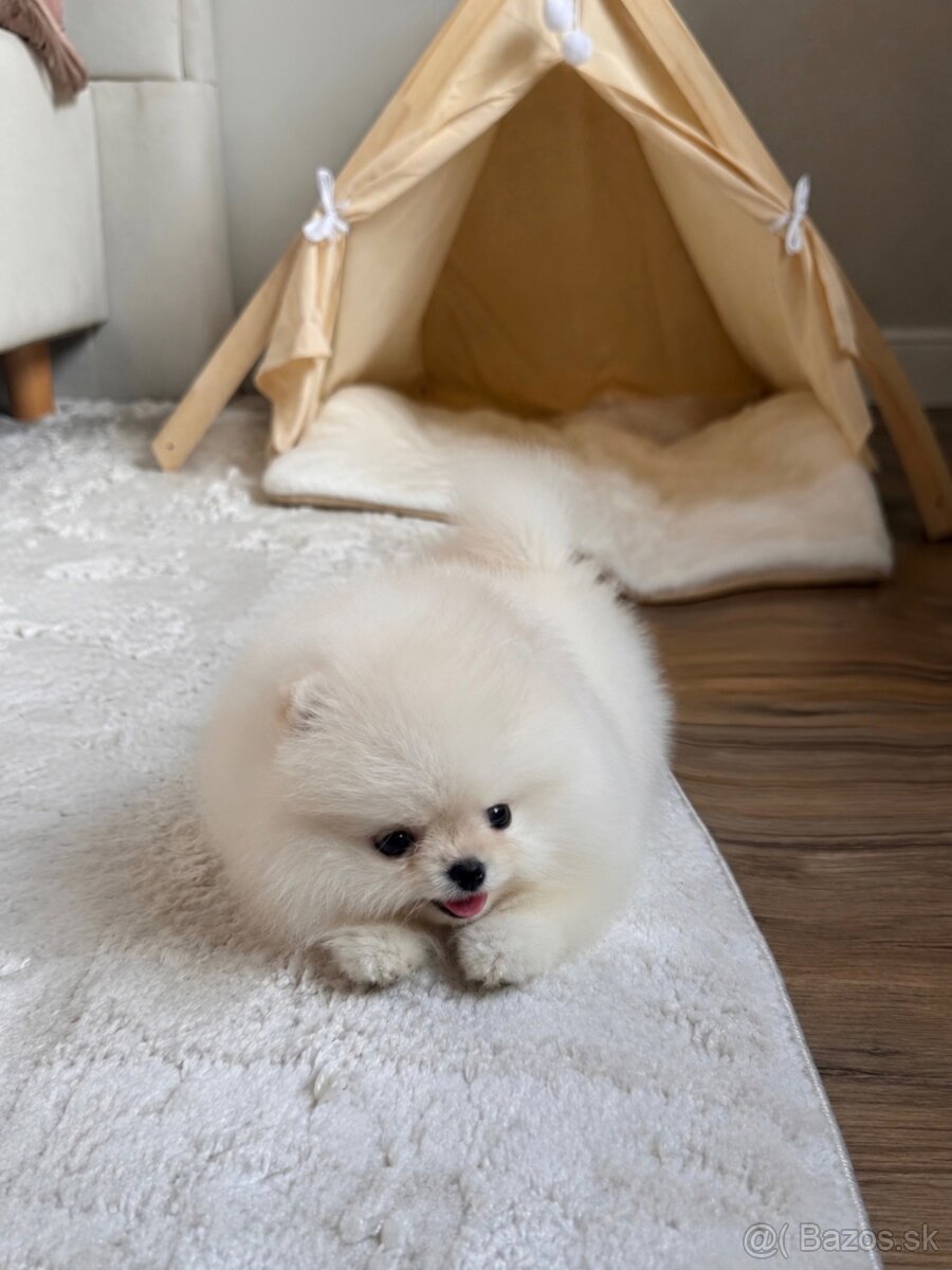 Pomeranian Angel 🎀 - 2