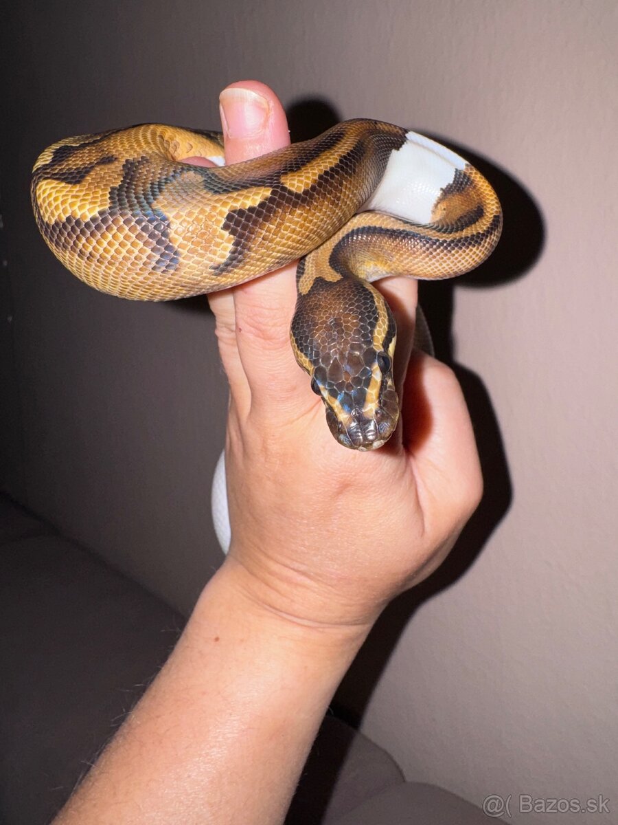 Python regius mláďatá - 2