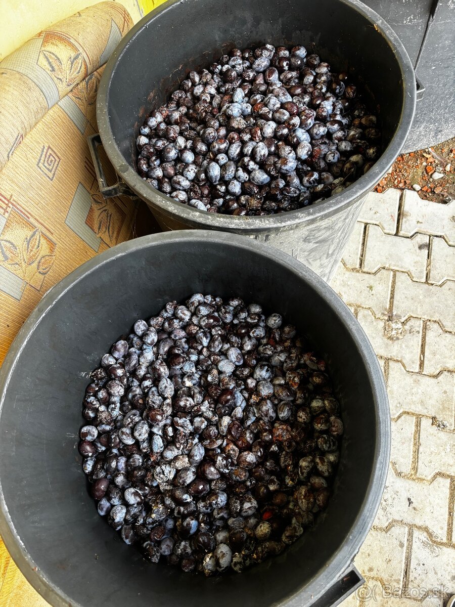 Predám slivky na kvas - 2