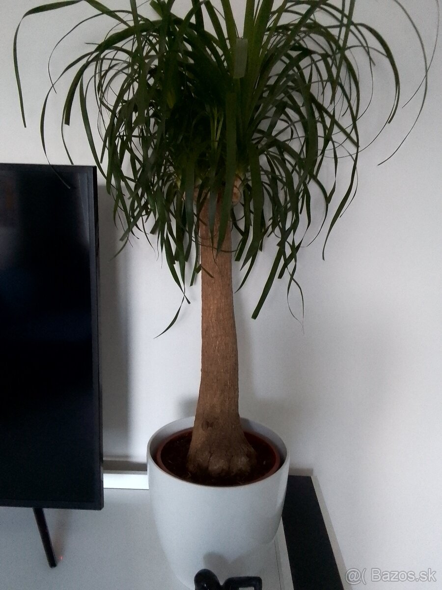 Slonia noha 120cm vysoká - 2