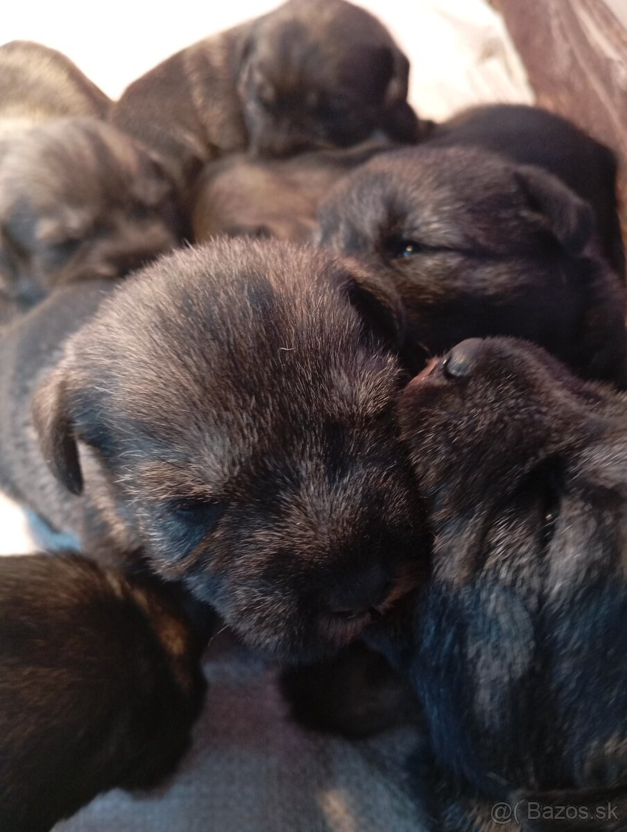 Predám šteniatka Bradáča stredného - 2