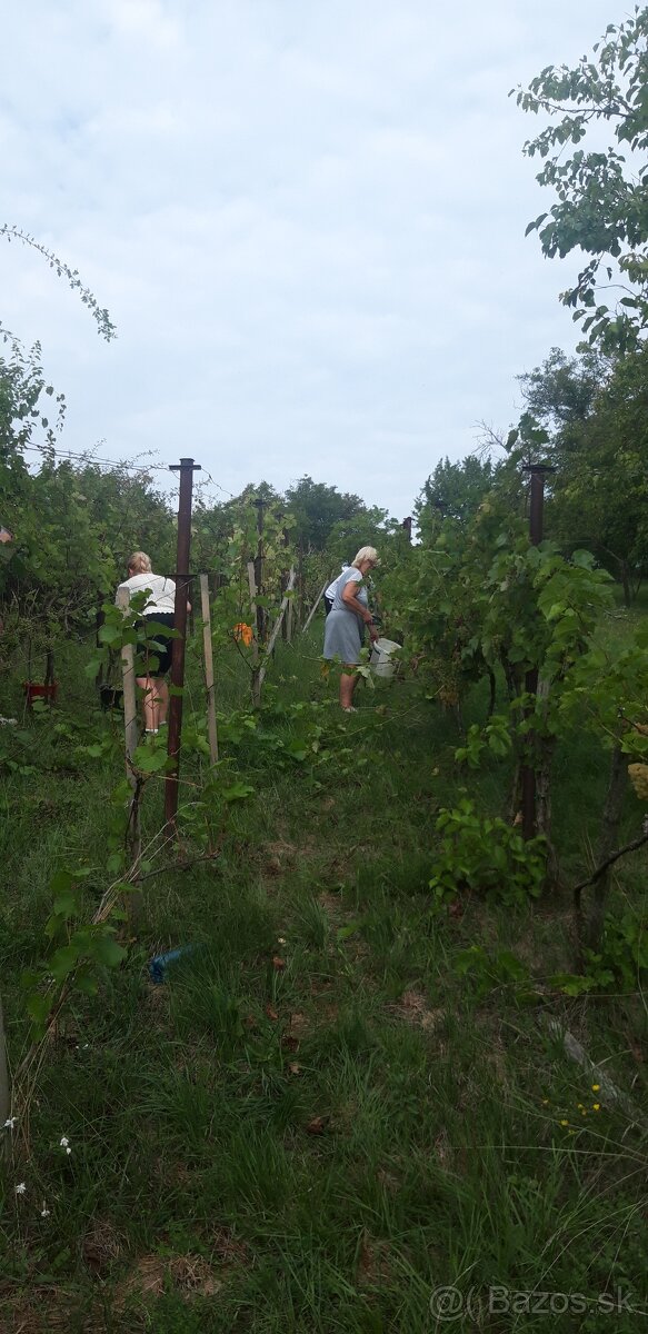 Dám do prenájmu - Vinicu - 2