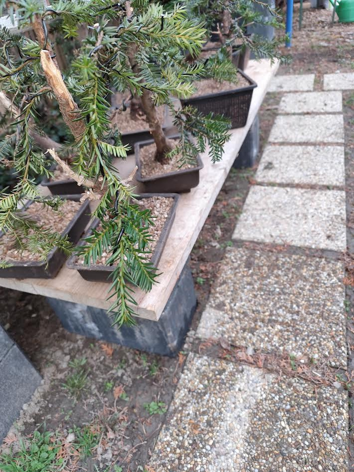 bonsai - 2