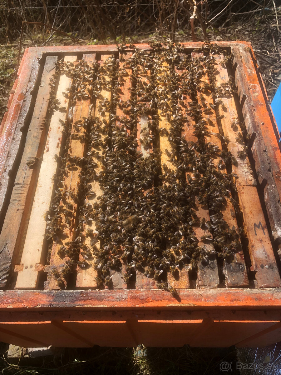 Predám včely - 2
