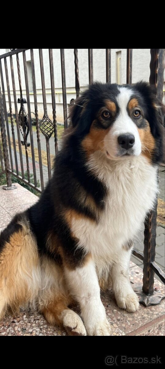 Austrálsky ovčiak - fenka - 2