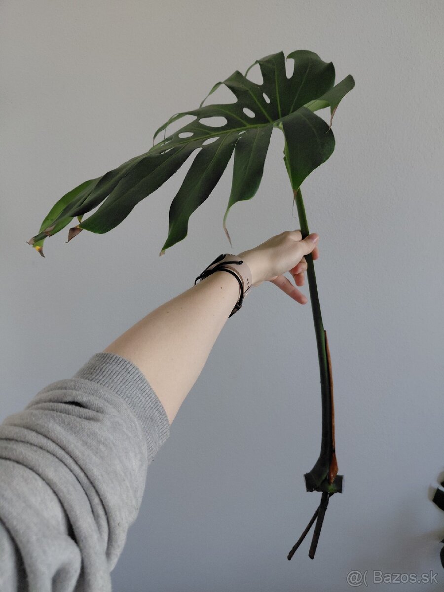Odrezok monstera deliciosa (2) - 2