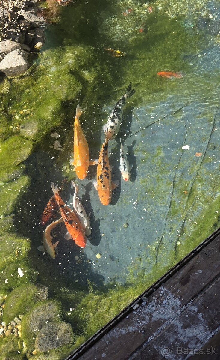 Jazierkove ryby - 2