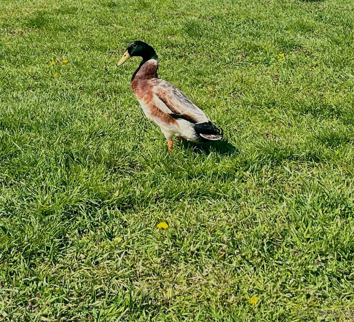 Indicky bežec - 2