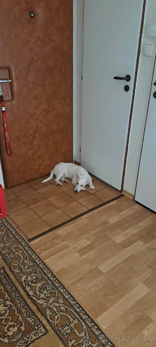 Darujem 2 ročného psíka - 2