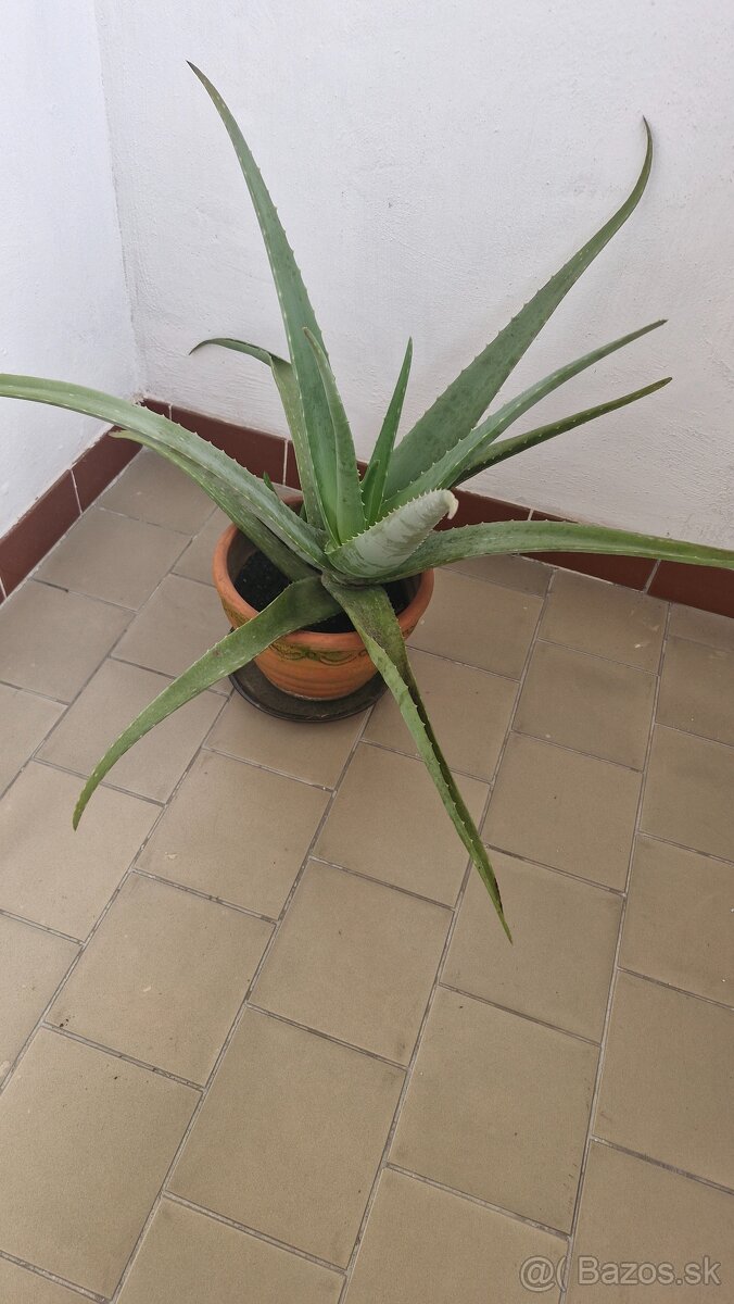 ALOE VERA - 2