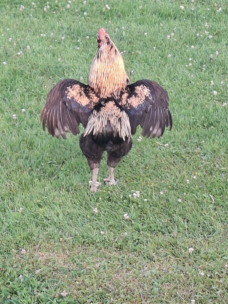 Araucana kohut - 2